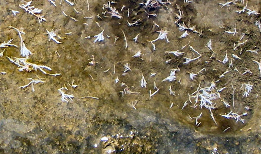 Coralline algae, 6 Oct 09