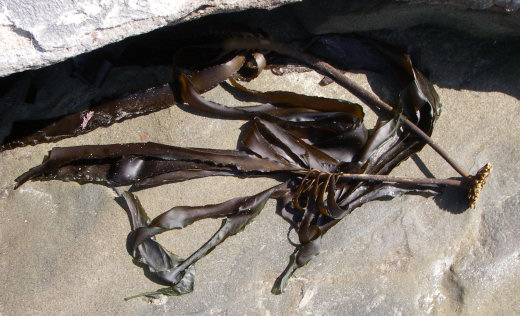 Kelp, 6 Oct 09