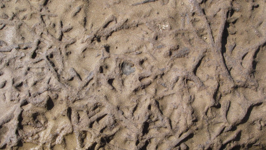 Trace fossils, 6 Oct 09